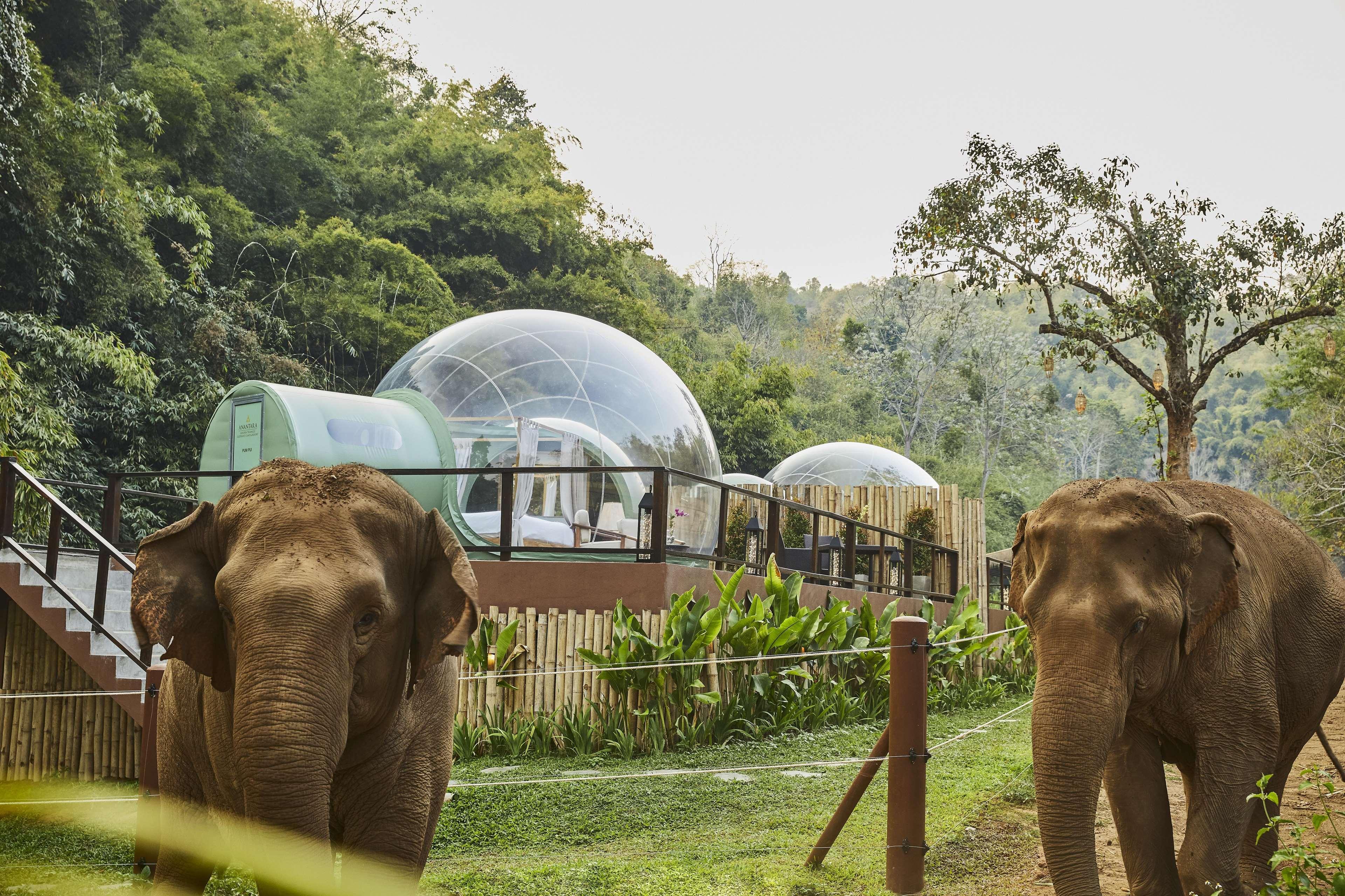 Anantara Golden Triangle Elephant Camp & Resort Chiang Rai Buitenkant foto
